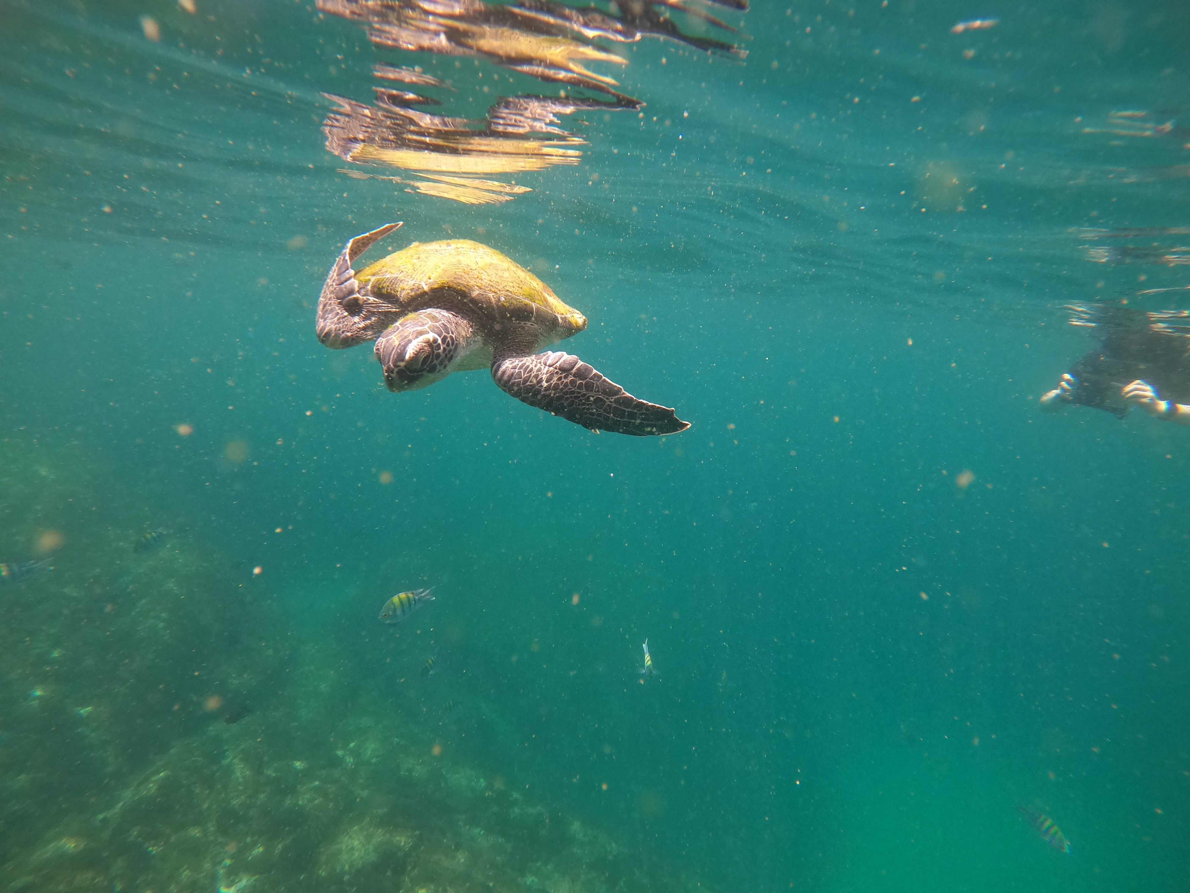 シュノーケリング